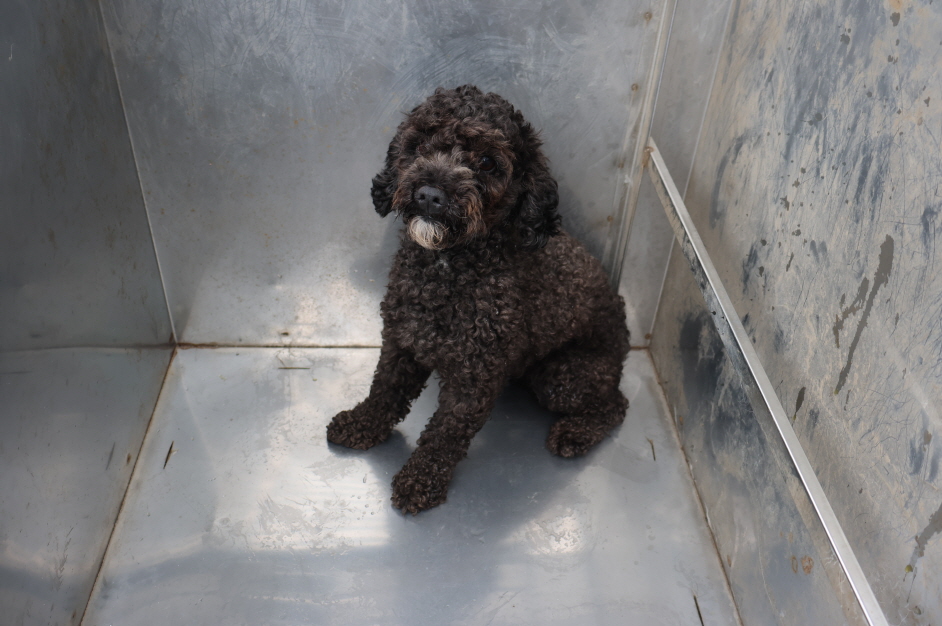 제주 동물보호센터_450650202302329