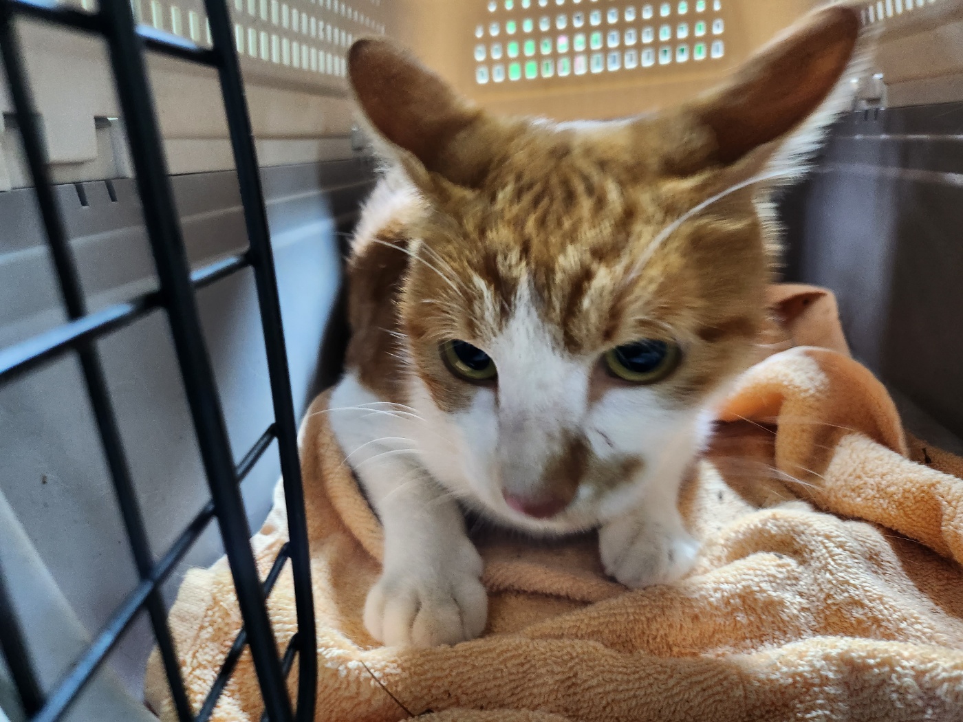 인천광역시수의사회_428351202300566