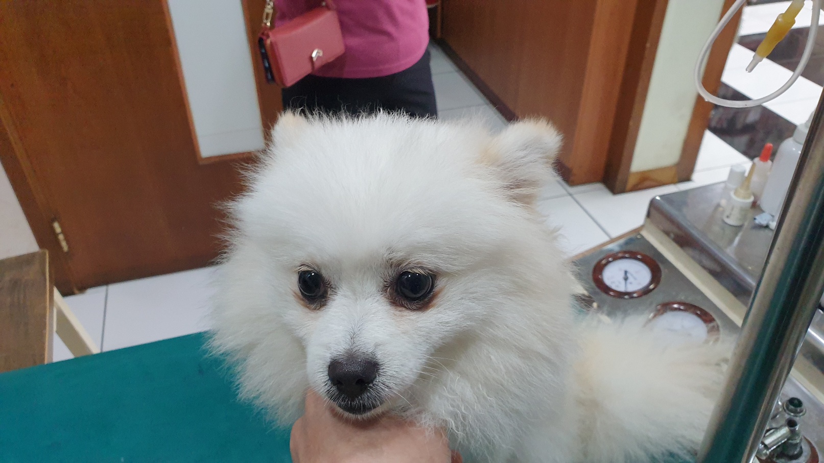 동부동물병원_445464202302497