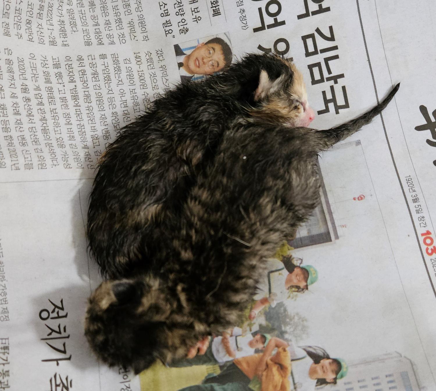 대구유기동물보호협회_427345202300486