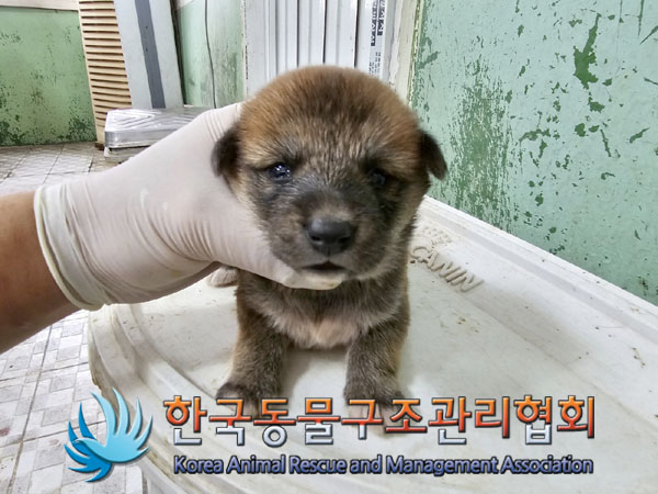 한국동물구조관리협회_441406202301015