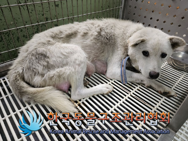 한국동물구조관리협회_441406202301014
