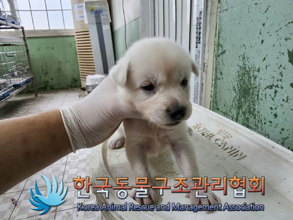 한국동물구조관리협회_441406202301011