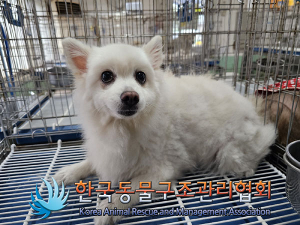 종료(반환) 스피츠…