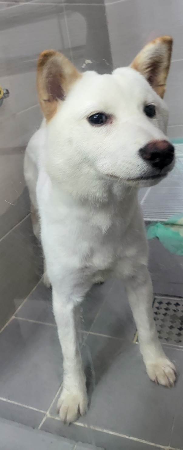 24시아이동물메디컬_441386202300881