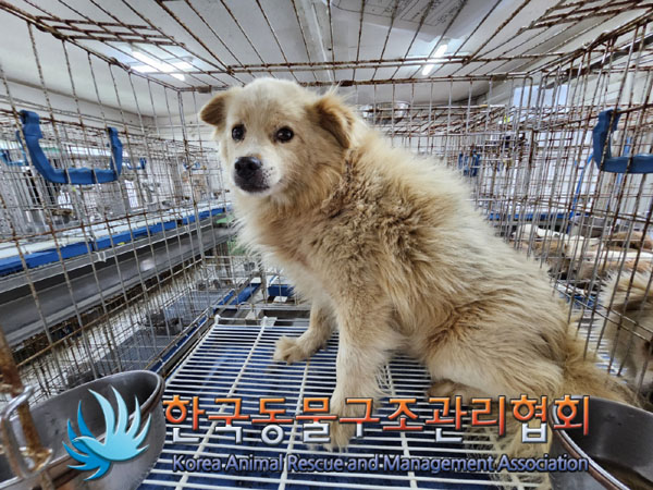 종료(안락사) 믹스…