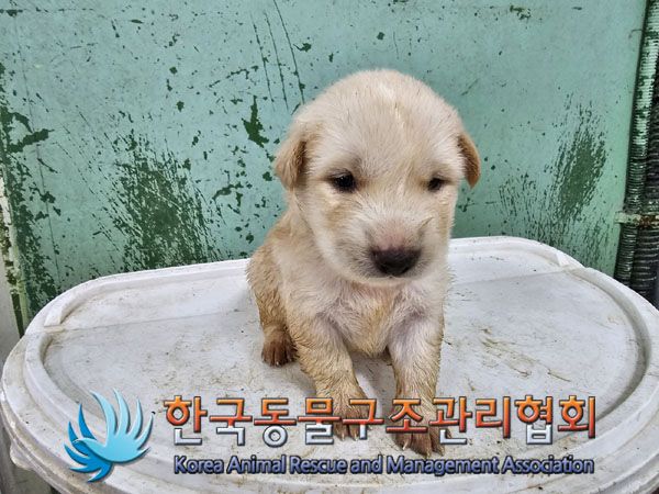 한국동물구조관리협회_441406202301007