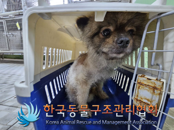 한국동물구조관리협회_441382202300475