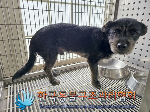한국동물구조관리협회_441382202300474