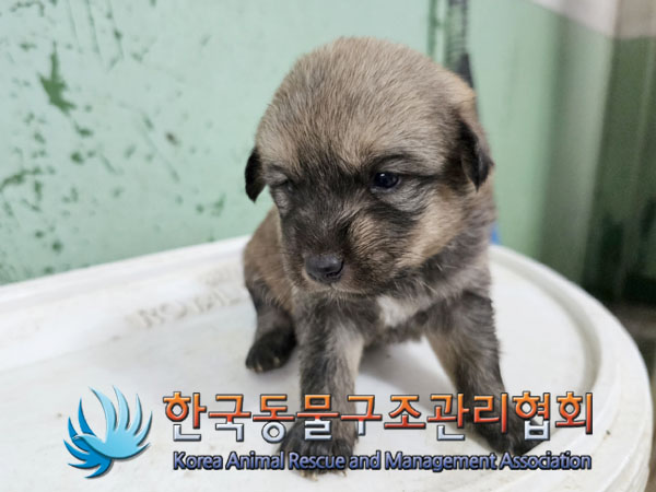 한국동물구조관리협회_441406202301002
