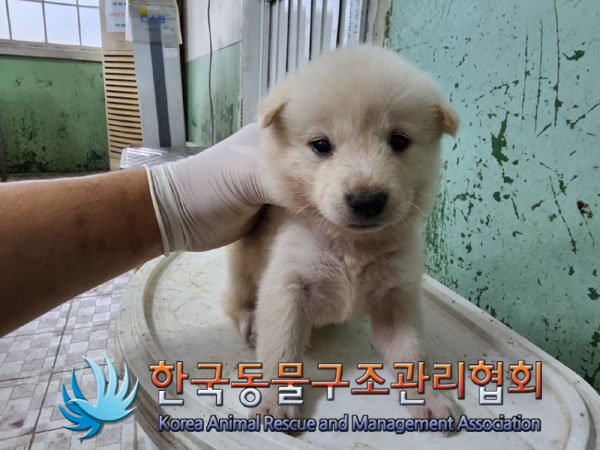 한국동물구조관리협회_441406202301013
