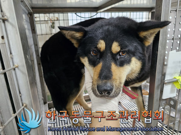 한국동물구조관리협회_441560202300877