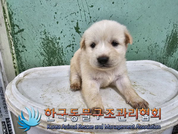 한국동물구조관리협회_441406202301006