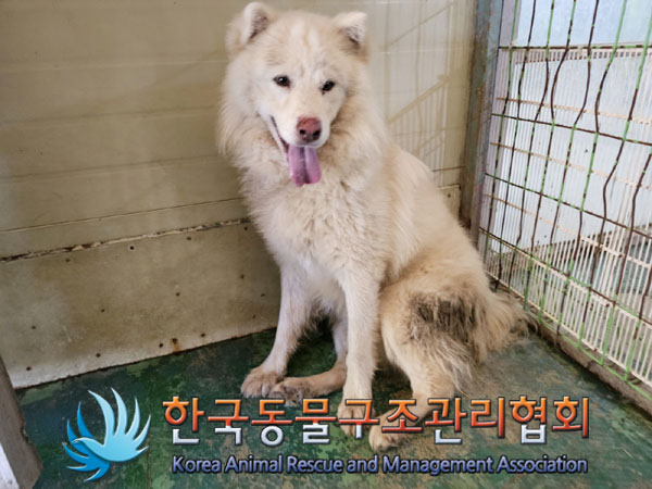 종료(입양) 믹스견…