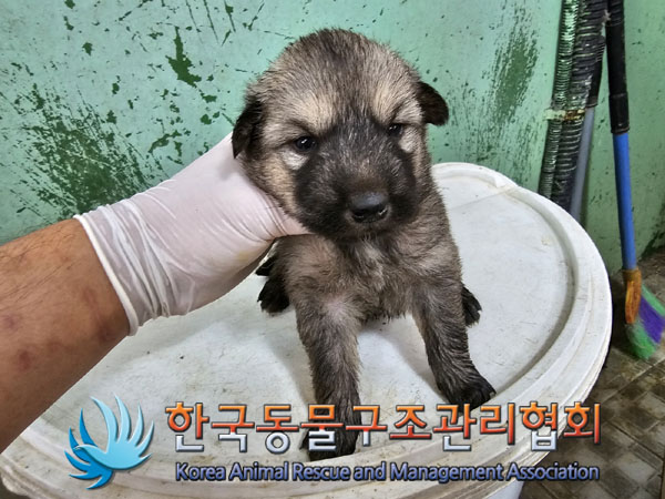 한국동물구조관리협회_441406202301001