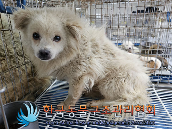 한국동물구조관리협회_411303202300314