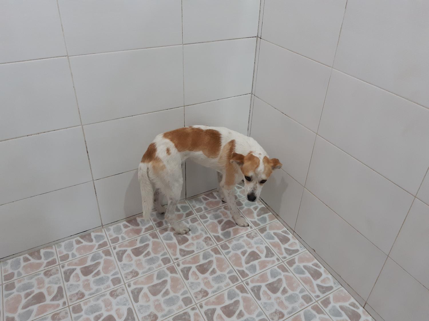 제니스동물병원_427346202300819