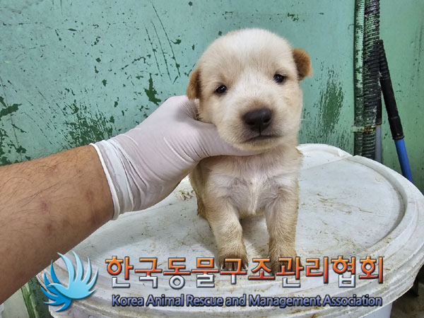 한국동물구조관리협회_441406202301008