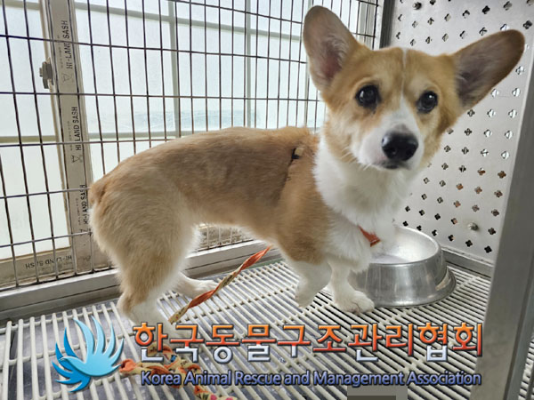 한국동물구조관리협회_411312202300488