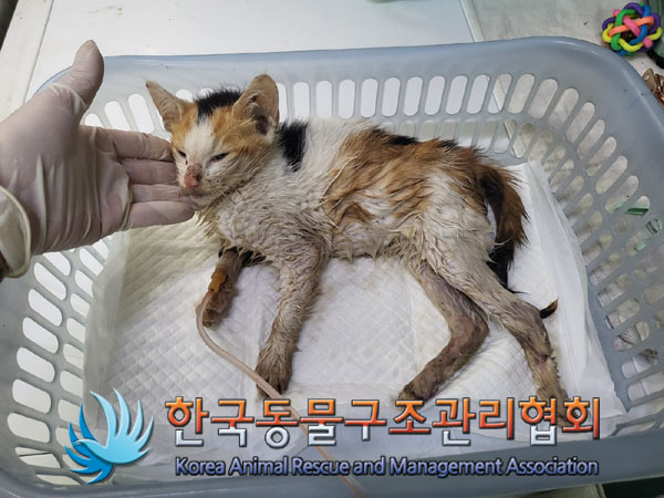 한국동물구조관리협회_441406202301009