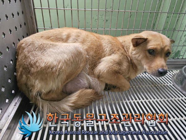 한국동물구조관리협회_441406202301000