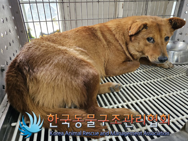 종료(안락사) 믹스…
