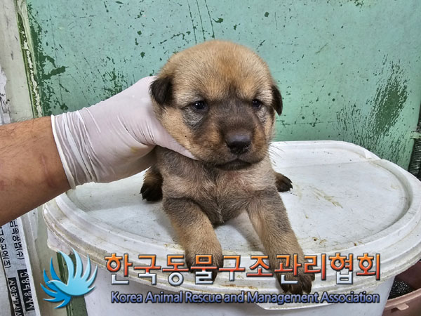 한국동물구조관리협회_441406202301003