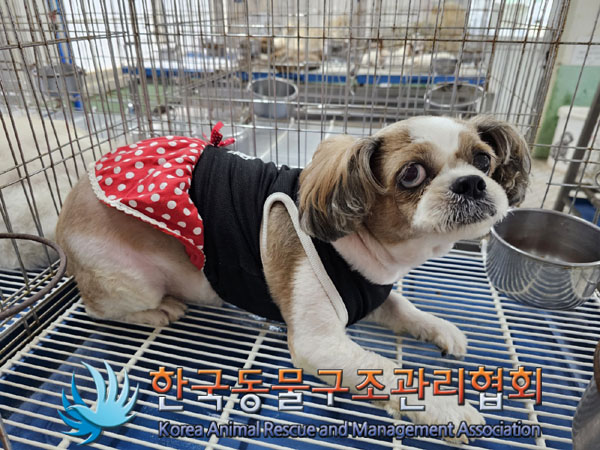 한국동물구조관리협회_411311202300603