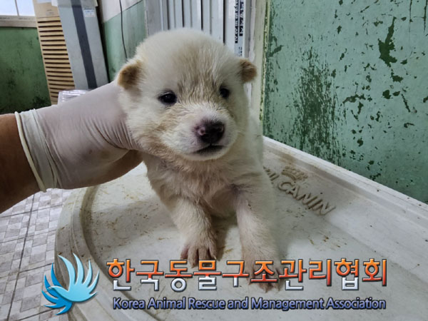 한국동물구조관리협회_441406202301020