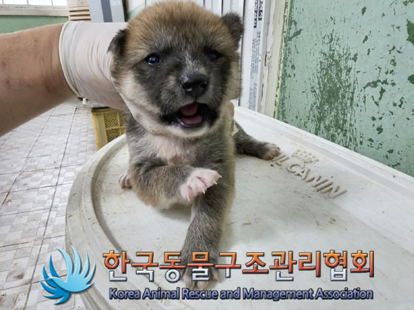 한국동물구조관리협회_441406202301018