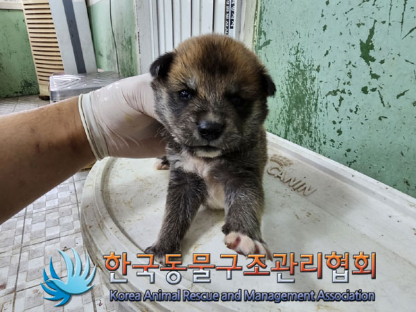 한국동물구조관리협회_441406202301019