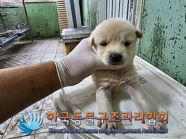 한국동물구조관리협회_441406202301021