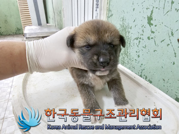 한국동물구조관리협회_441406202301017