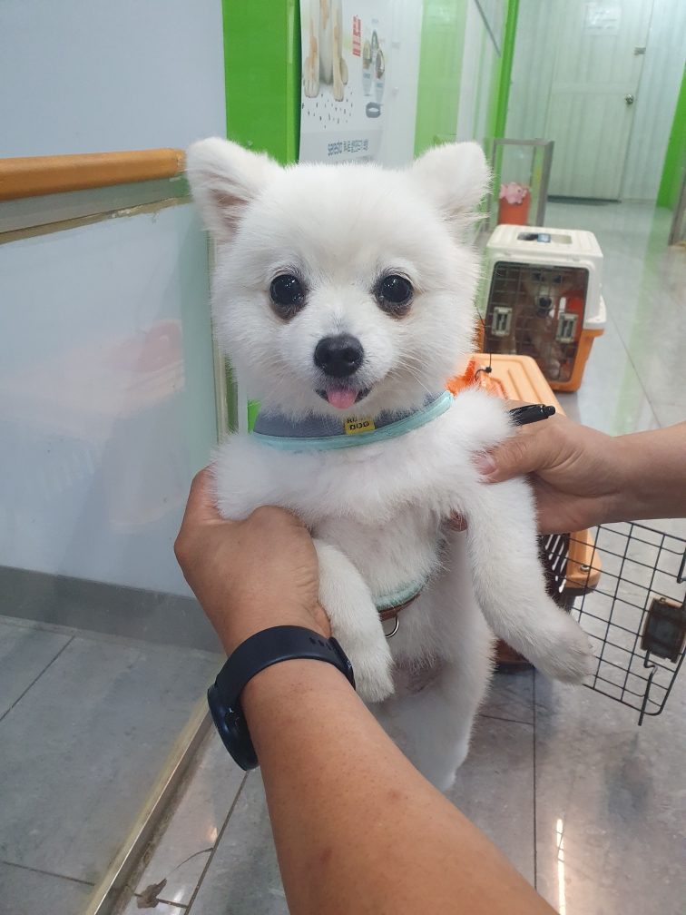 펫앤쉘터동물병원_441378202301197