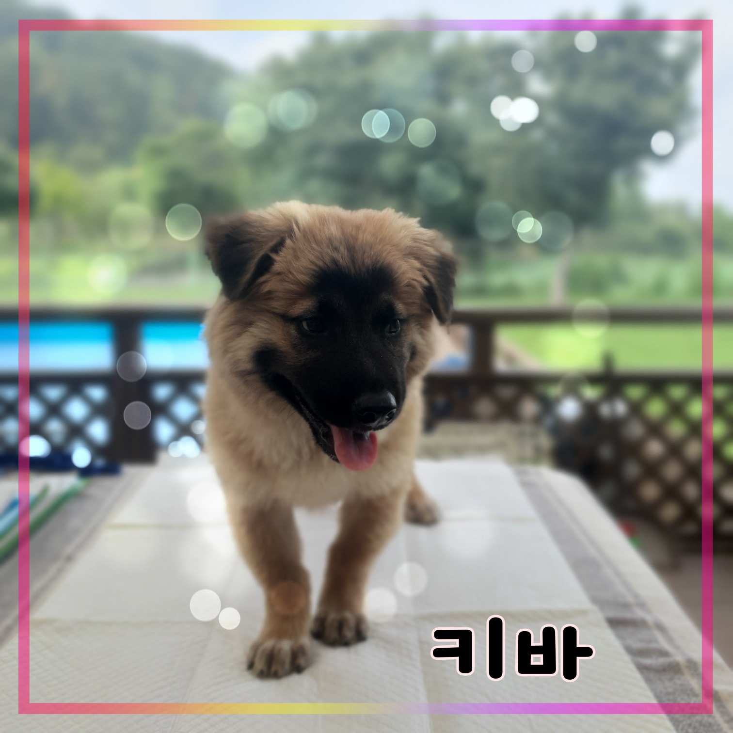 군산유기동물보호센터_445467202301283