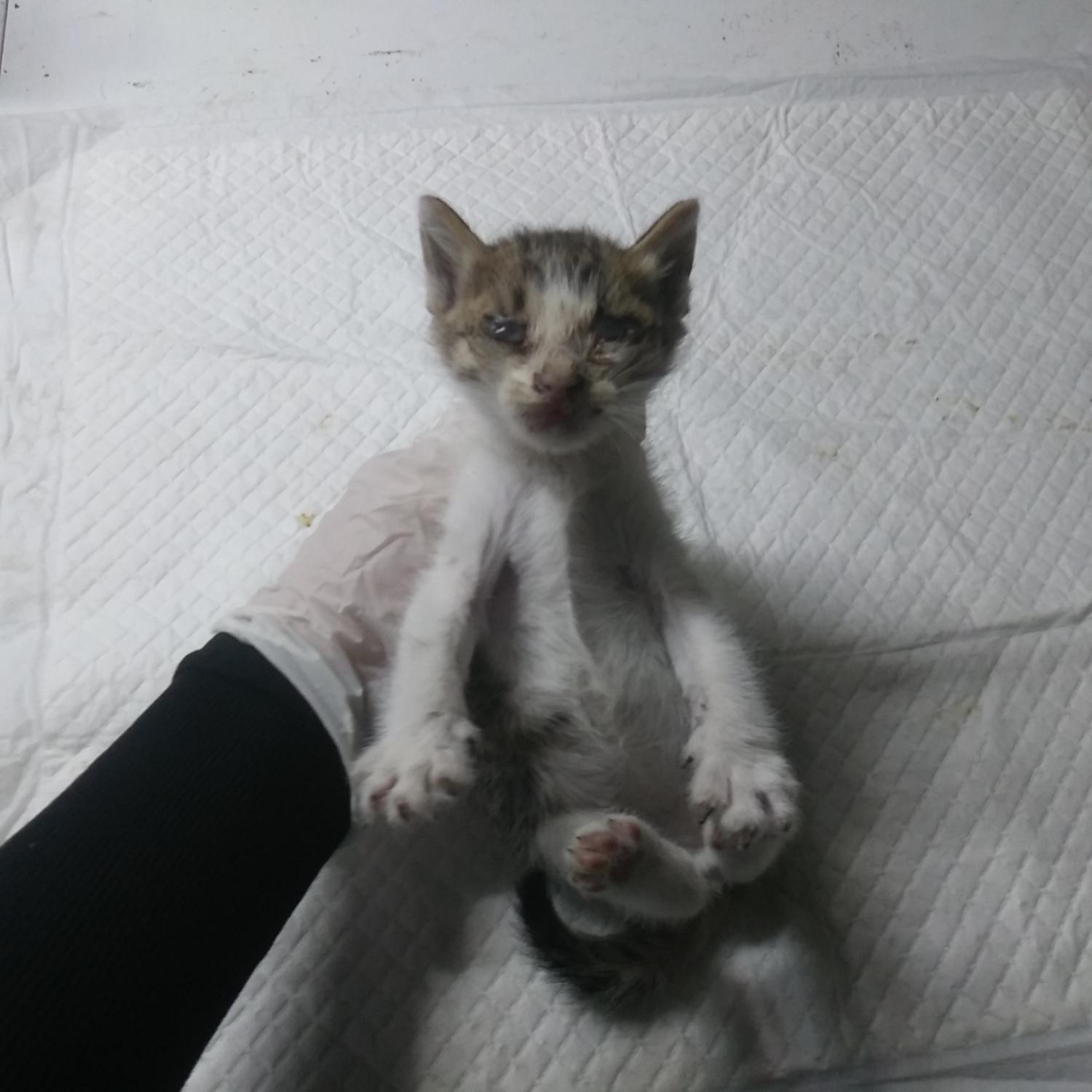 종료(자연사) 한국…
