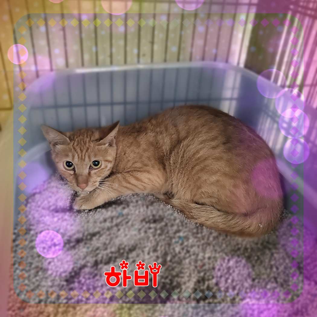 군산유기동물보호센터_445467202301288