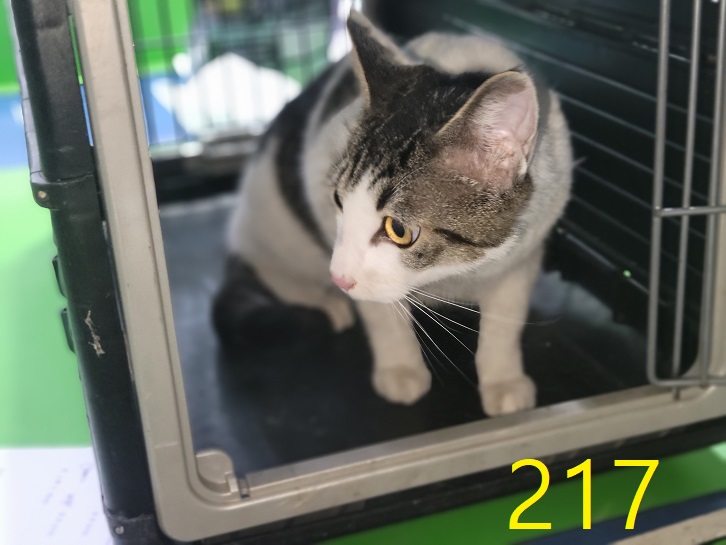 신영재동물병원_428355202300374
