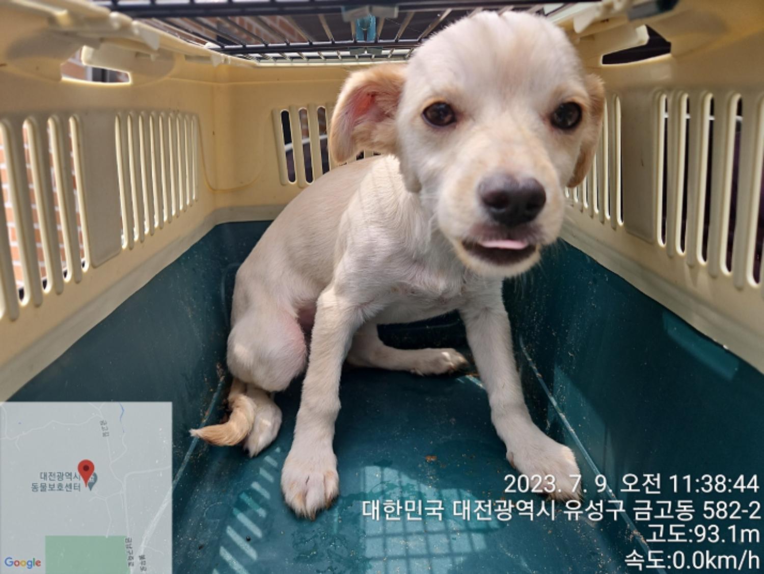 대전동물보호센터_430367202300406