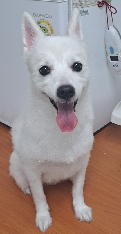수원시 동물보호센터_441374202300728