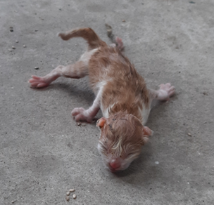 보호중 한국 고양이…