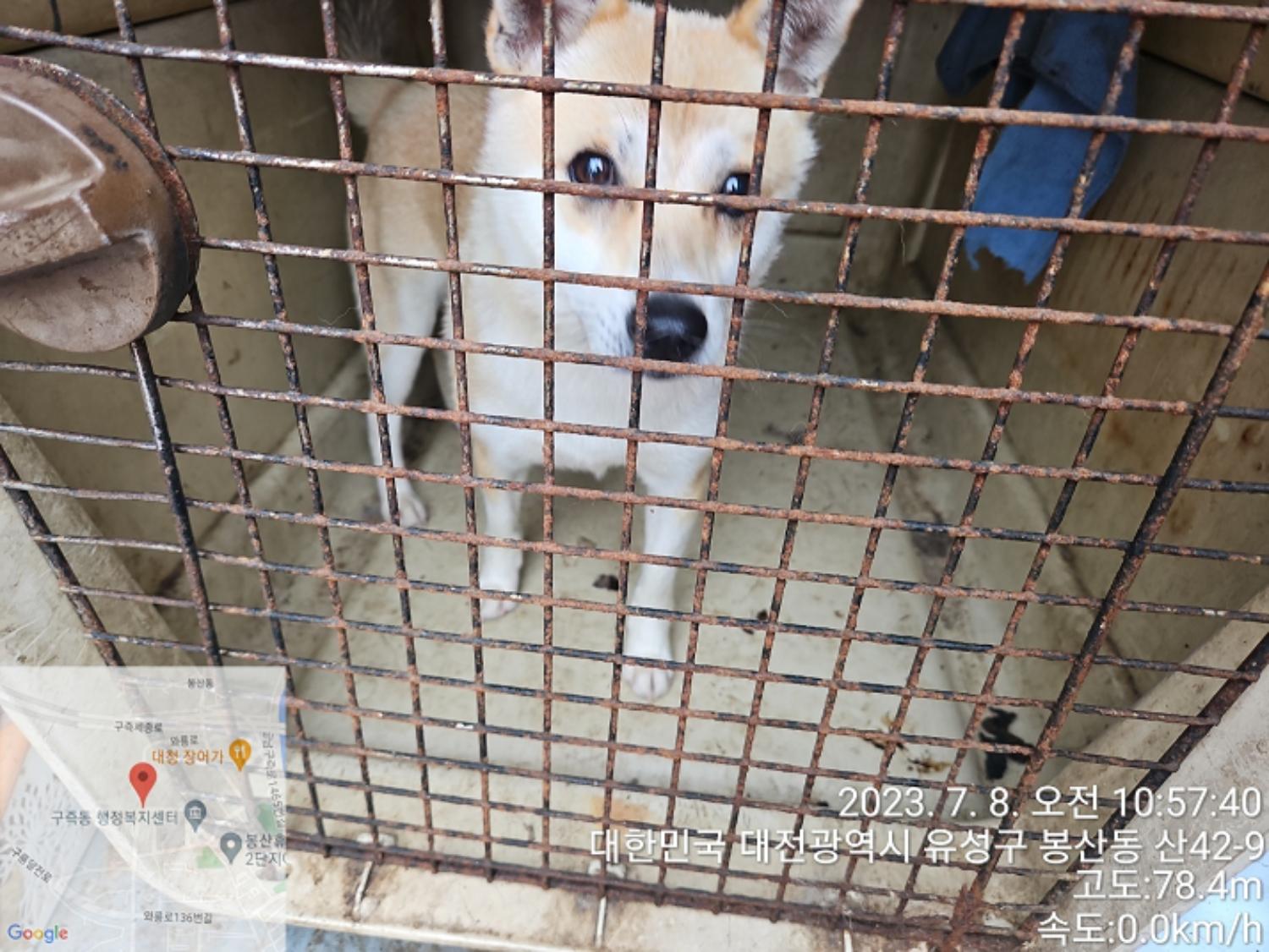 대전동물보호센터_430367202300405