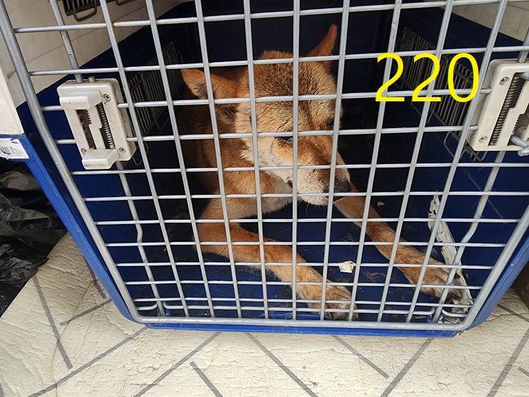 신영재동물병원_428355202300377