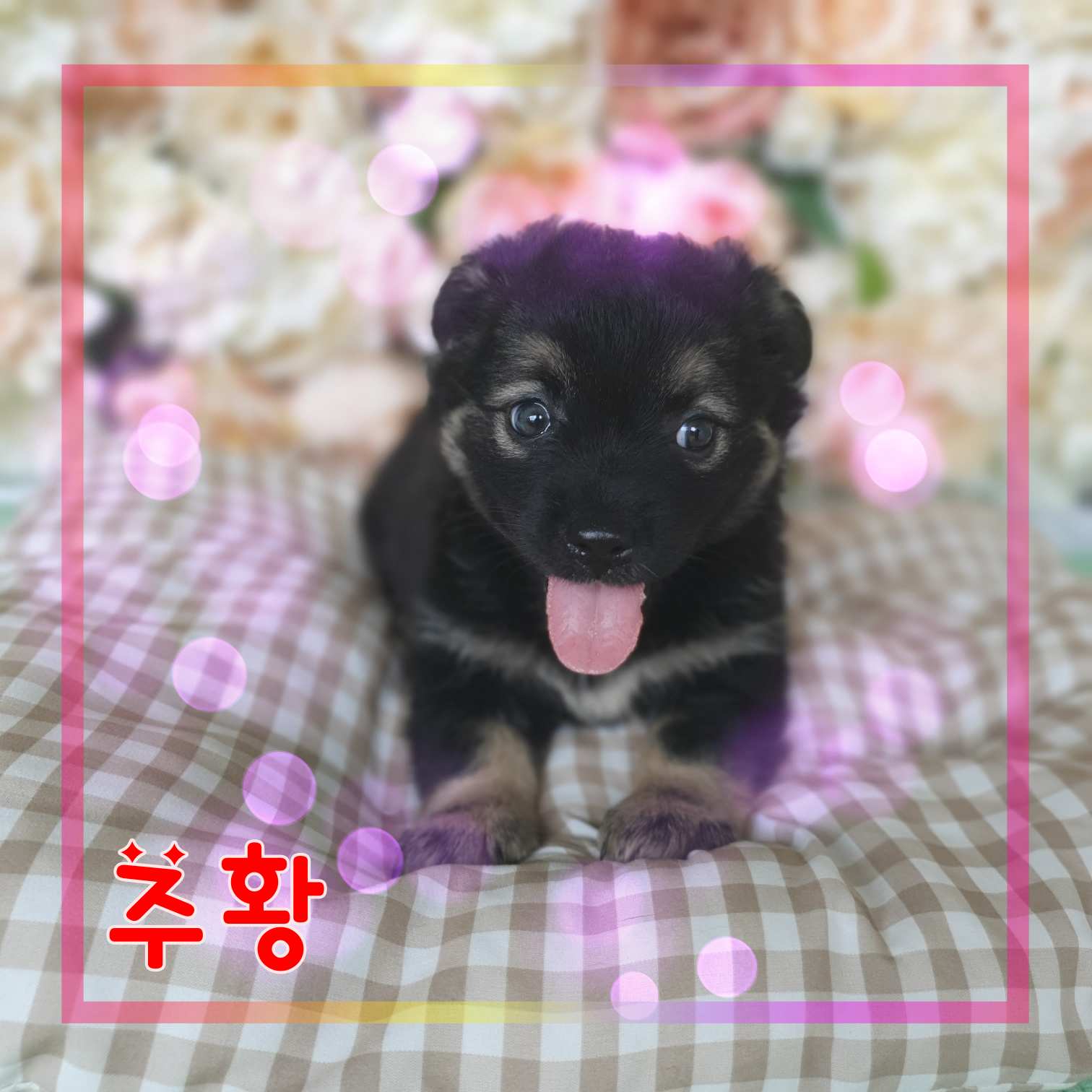 군산유기동물보호센터_445467202301290