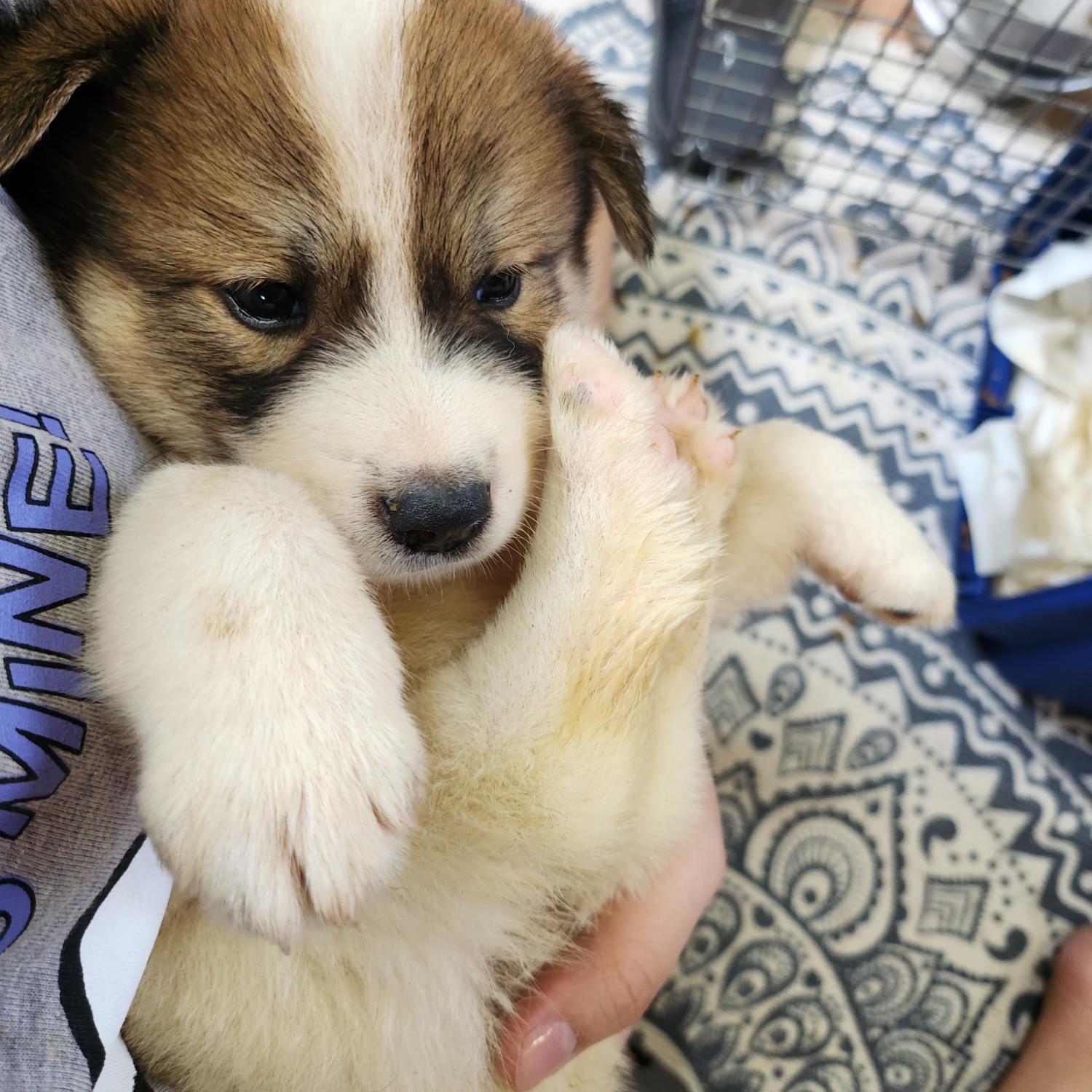 울산유기동물보호센터_431373202300729