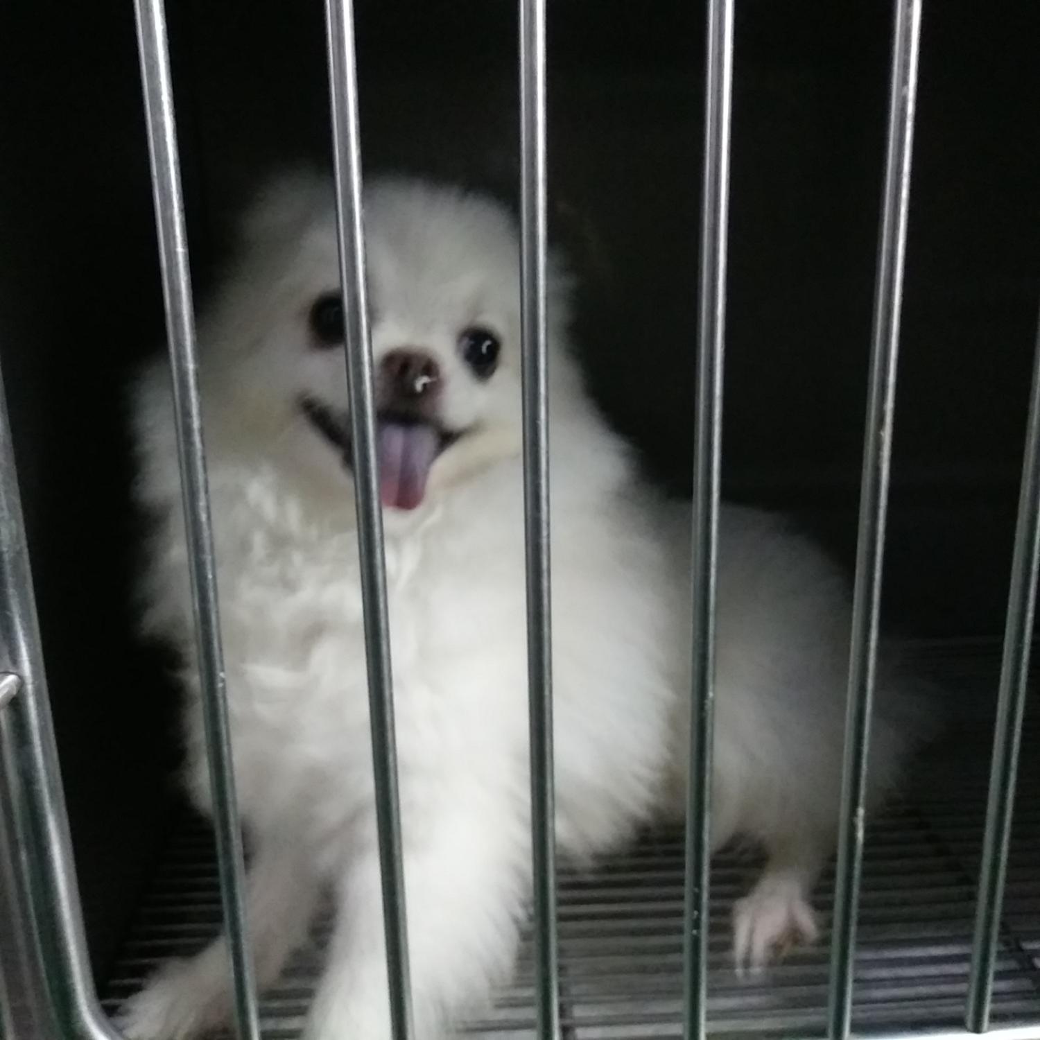 보호중 포메라니안의…