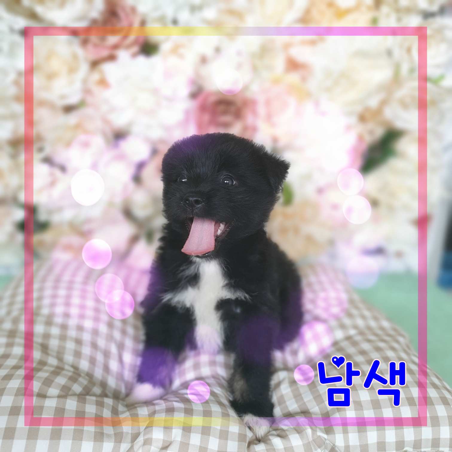군산유기동물보호센터_445467202301294
