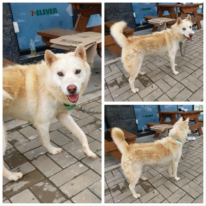 당진시동물보호소_444568202300584