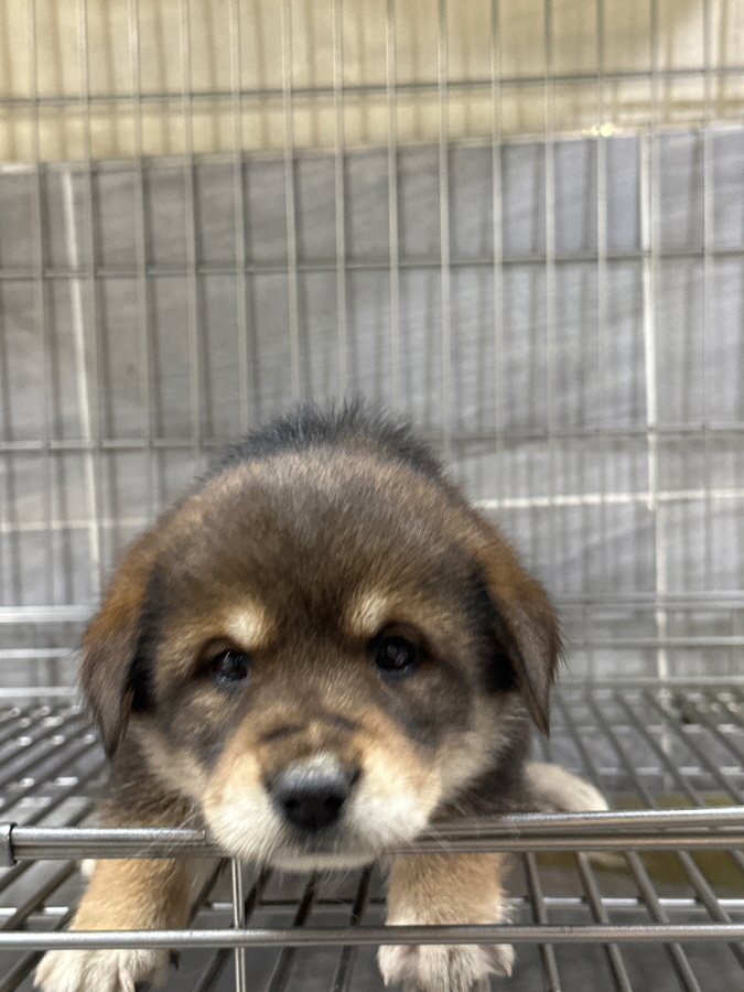 이성준동물병원_441408202300885