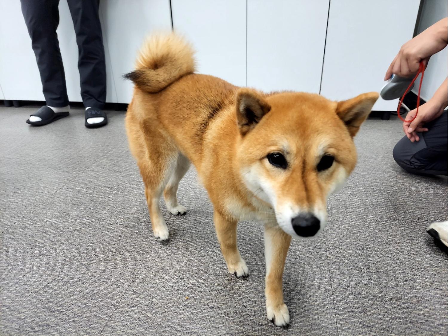 고양시동물보호센터_441394202301503
